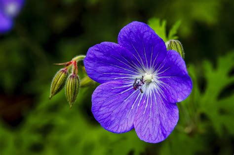 pics of violet flowers|violet colour flowers images.